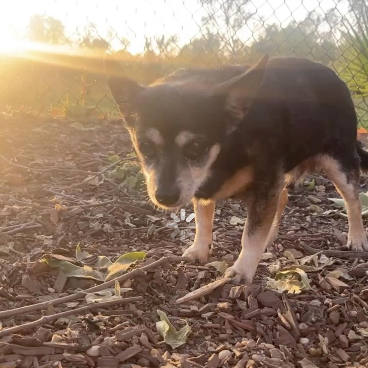 ziggy (needs a dog friend!)