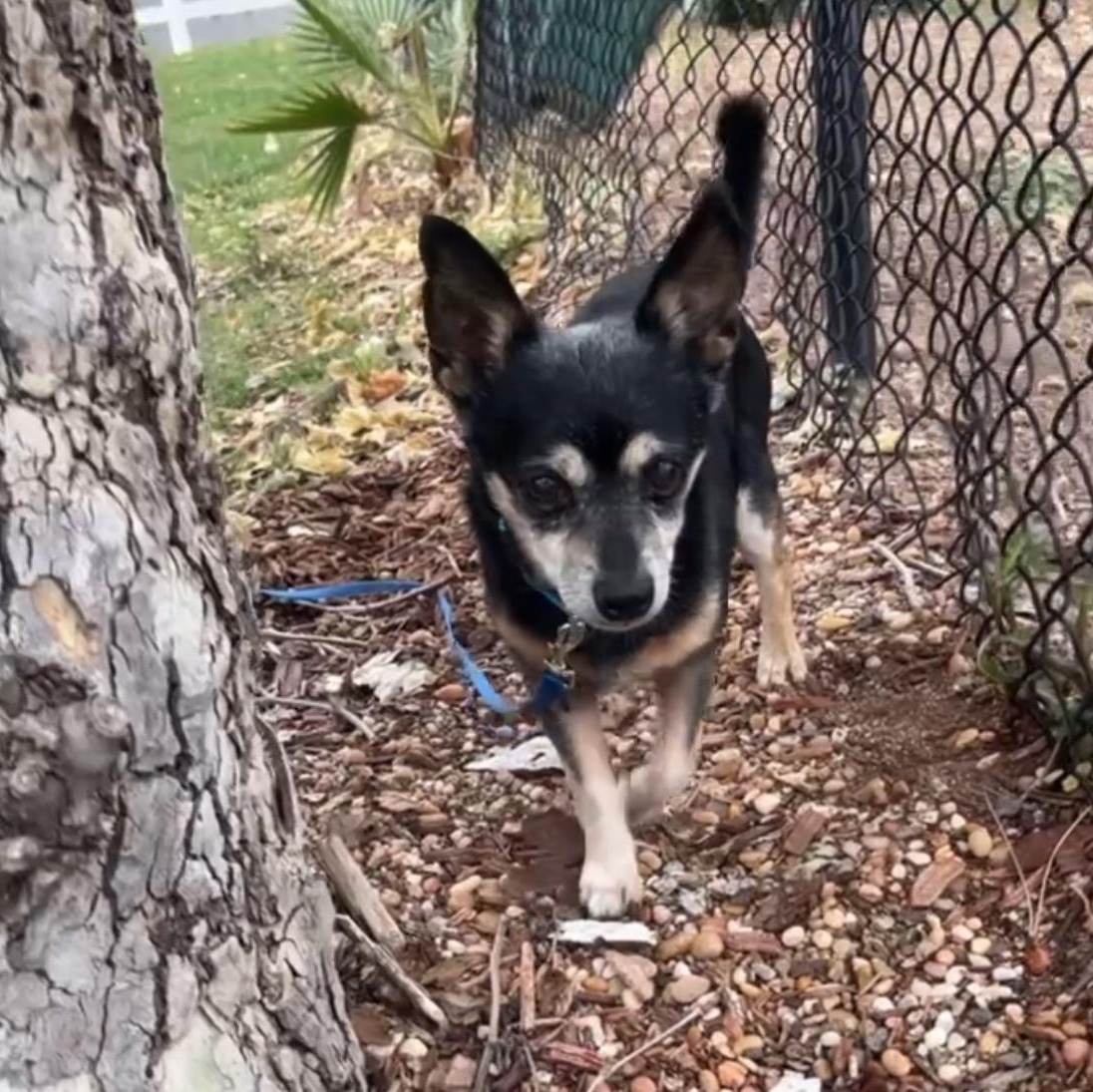 Enlarge ziggy (needs a dog friend!), a Adoptable Chihuahua in Murrieta, CA image 2/5
