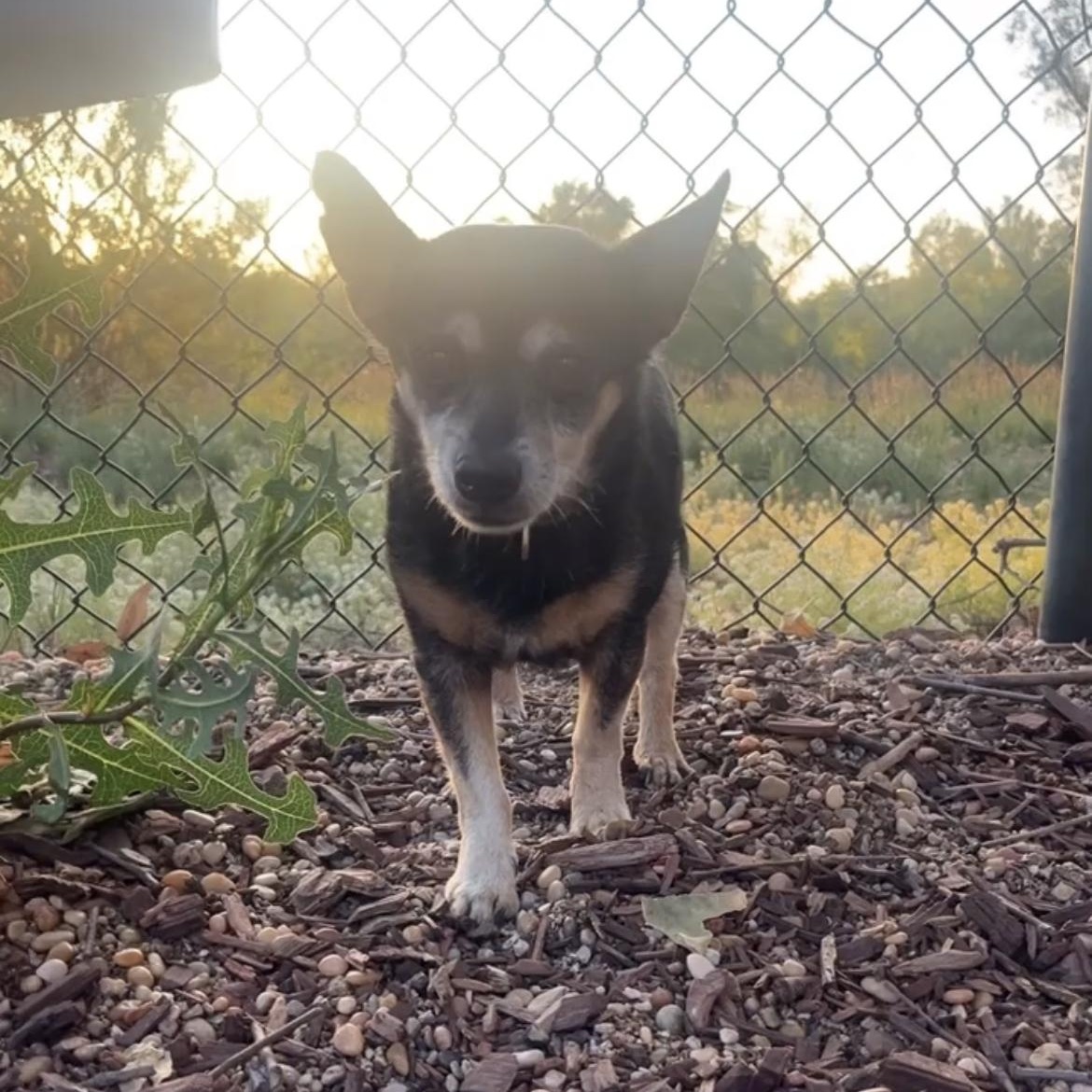 ziggy (needs a dog friend!)