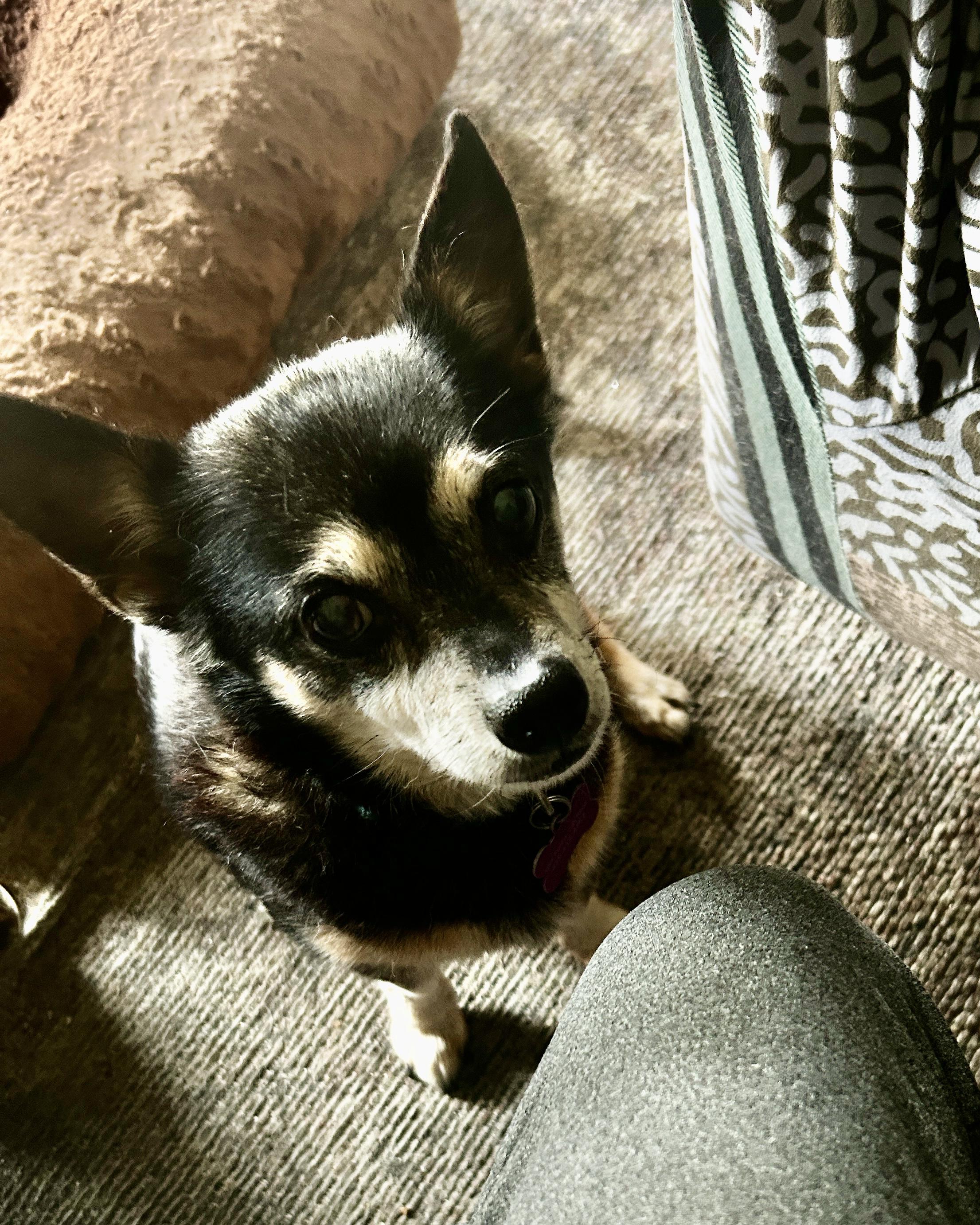 ziggy (needs a dog friend!), a Adoptable Chihuahua in Murrieta, CA image 1/5