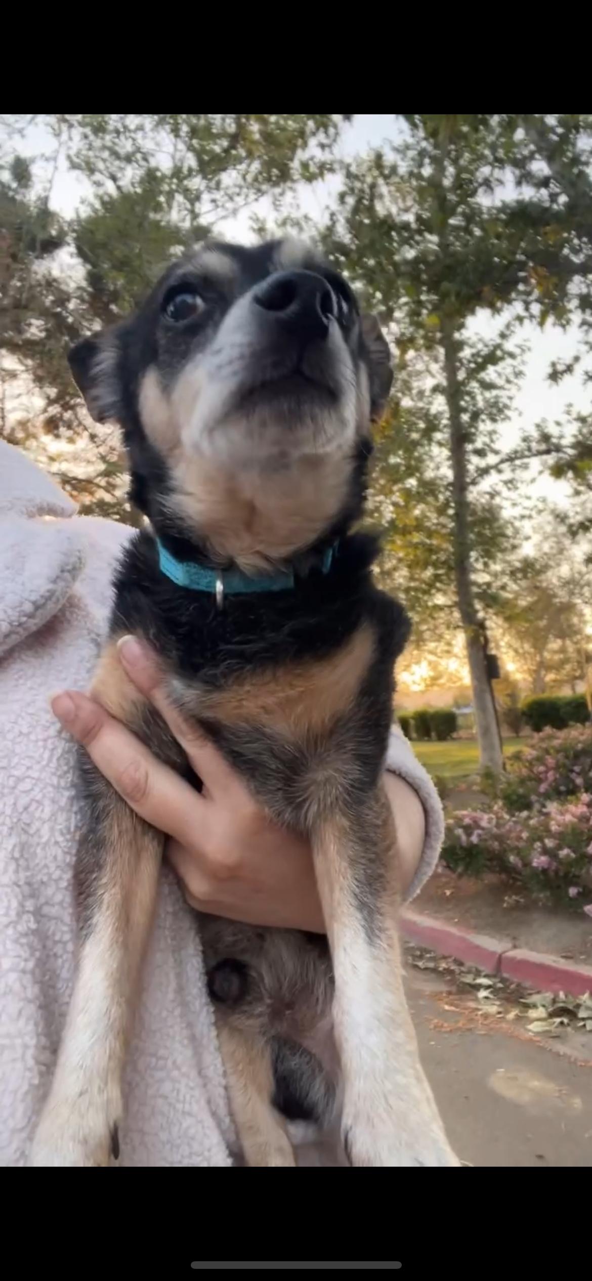 ziggy (needs a dog friend!)