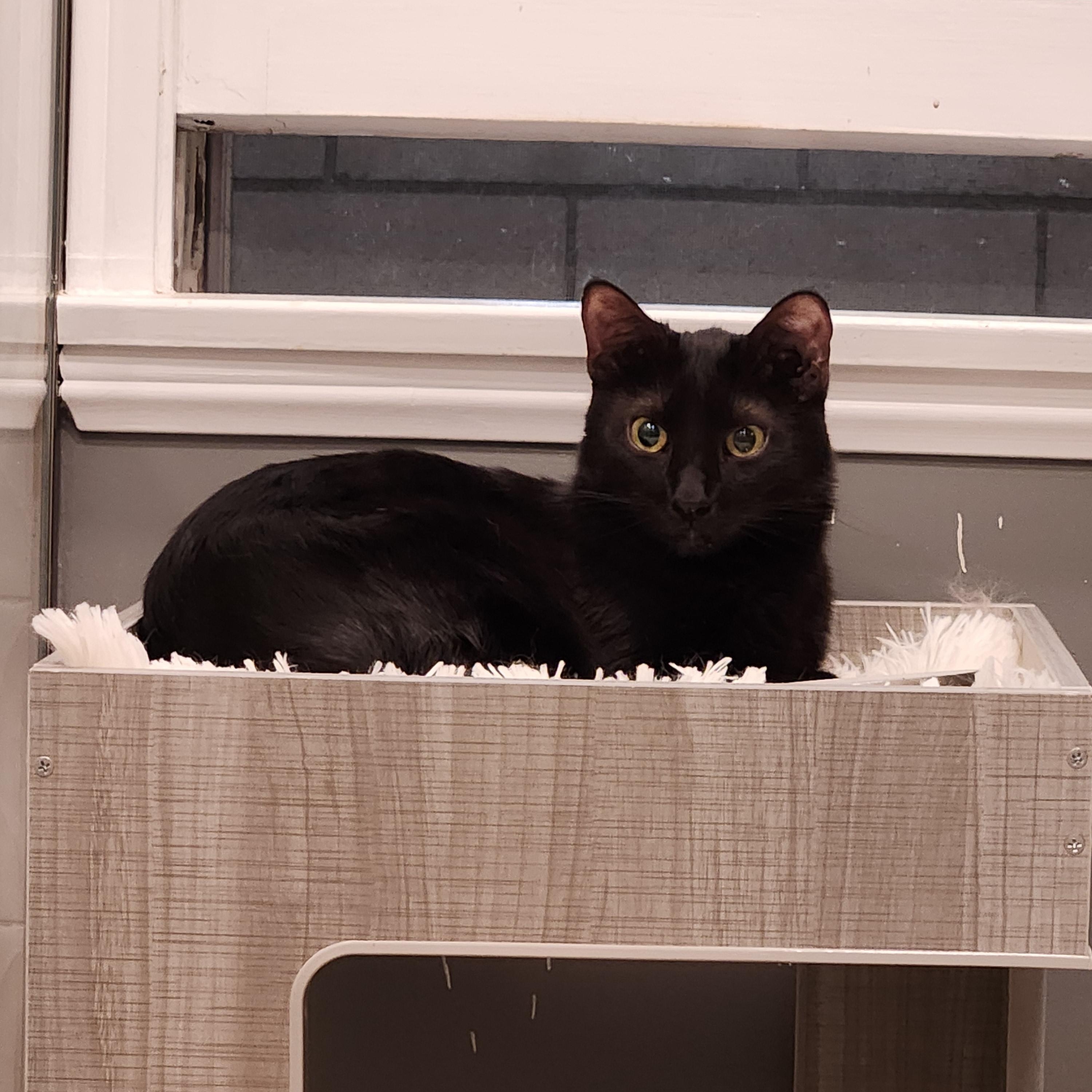 Phantom, Adoptable, Adult Male Domestic Short Hair.