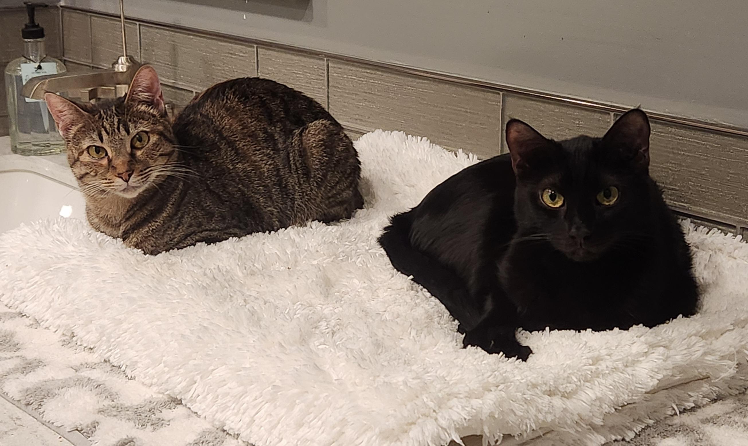 Phantom, a Adoptable Domestic Short Hair in Monrovia, CA image 2/5