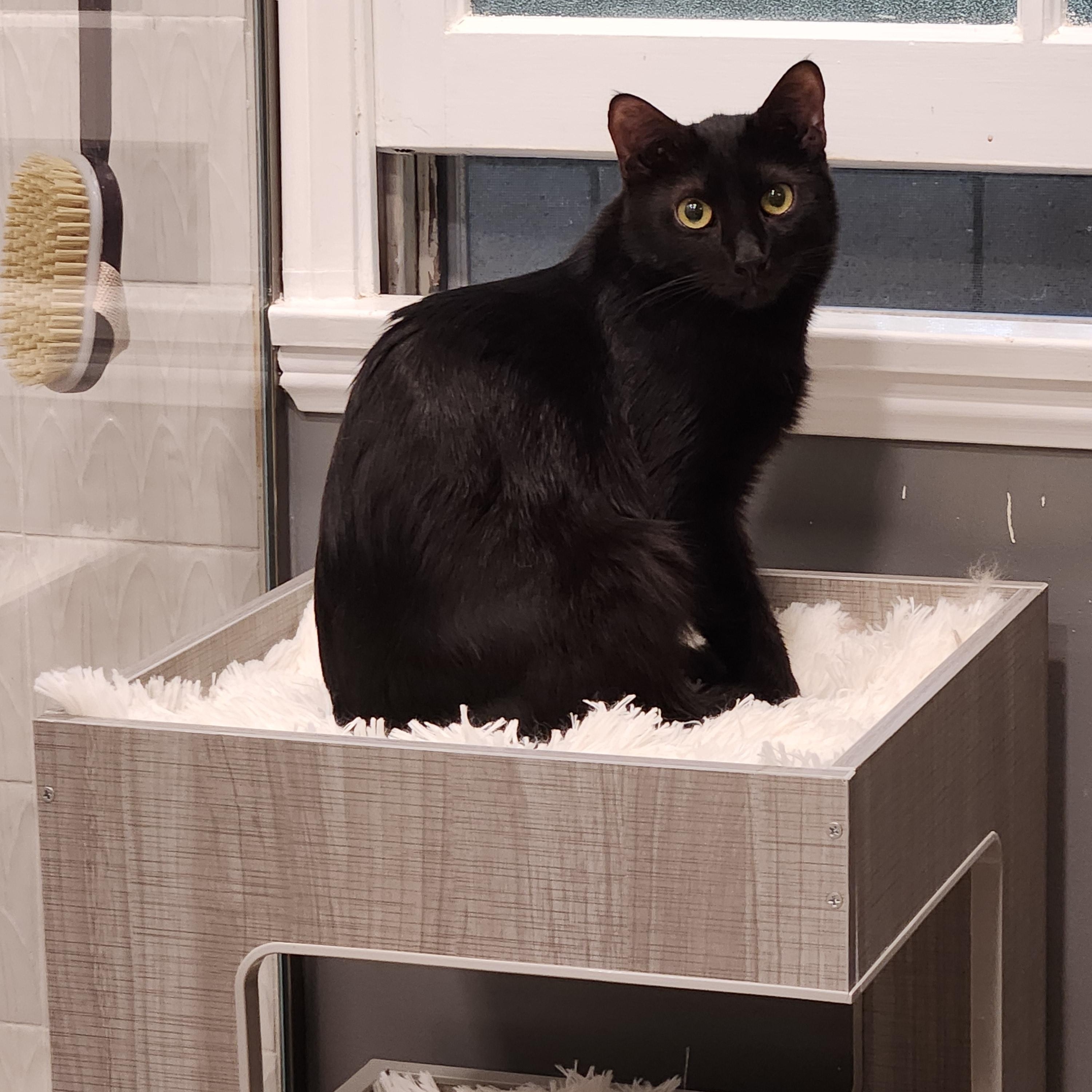 Phantom, a Adoptable Domestic Short Hair in Monrovia, CA image 3/5