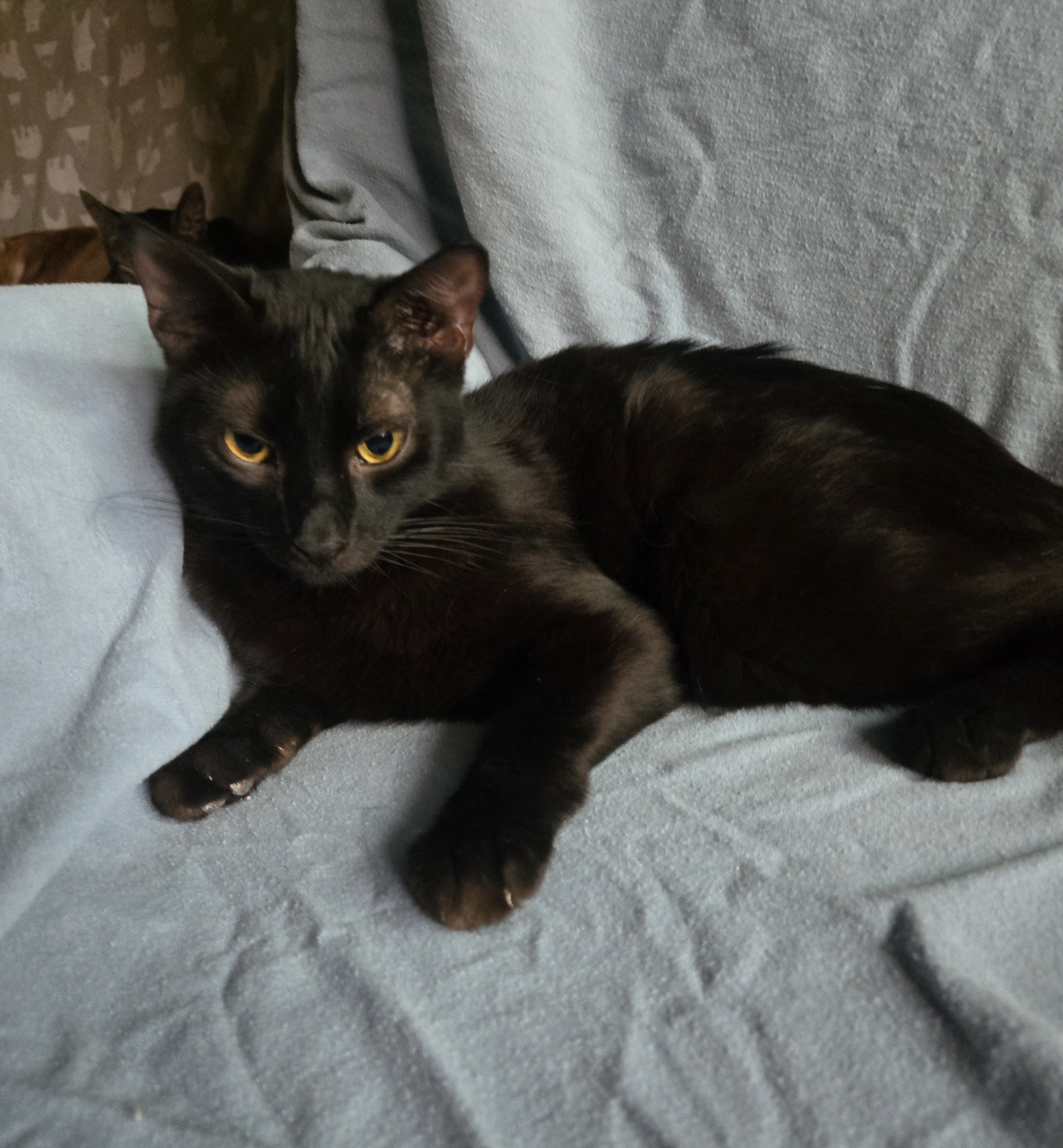 Phantom, a Adoptable Domestic Short Hair in Monrovia, CA image 5/5