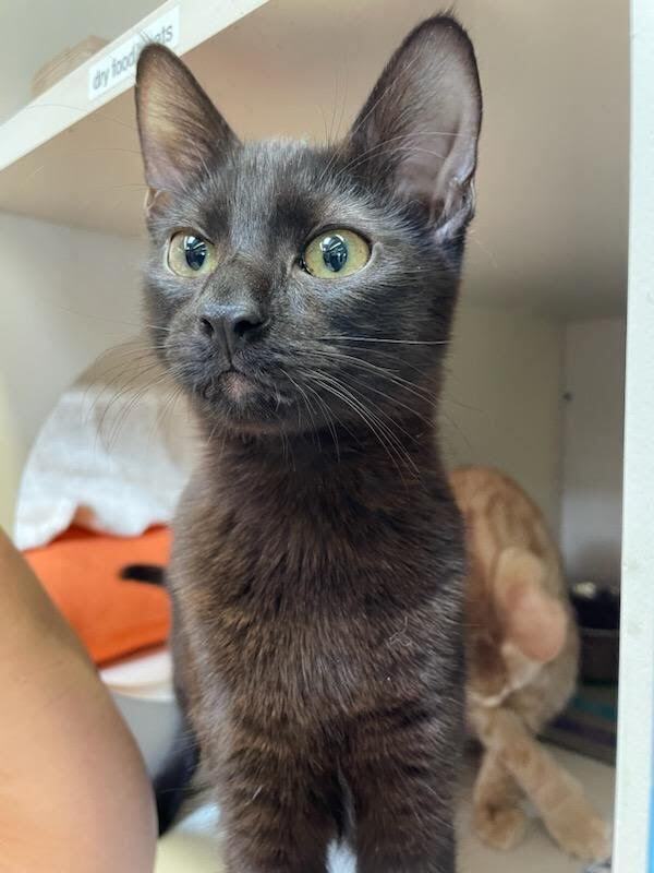 Phantom, a Adoptable Domestic Short Hair in Monrovia, CA image 4/5