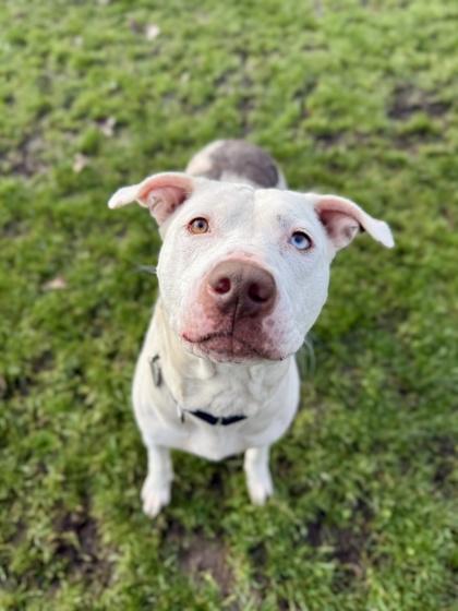 Enlarge Kyree, a ADOPTABLE mixed breed in Roseburg, OR image 1/1