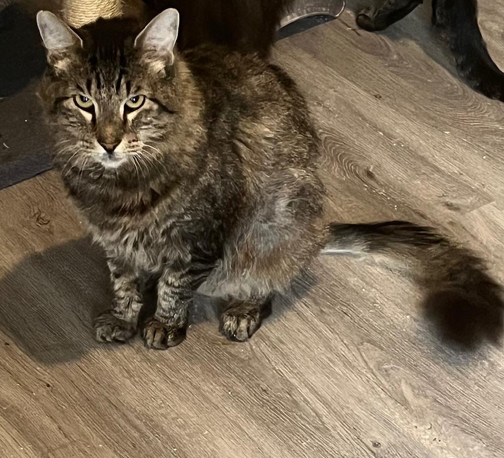 Jake, Adoptable, Adult Male Norwegian Forest Cat & Calico.