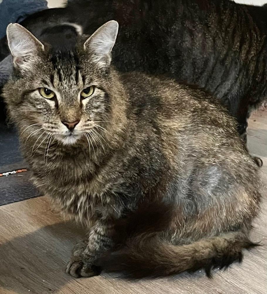 Enlarge Jake, a Adoptable mixed breed in Wilmington, NC image 2/4