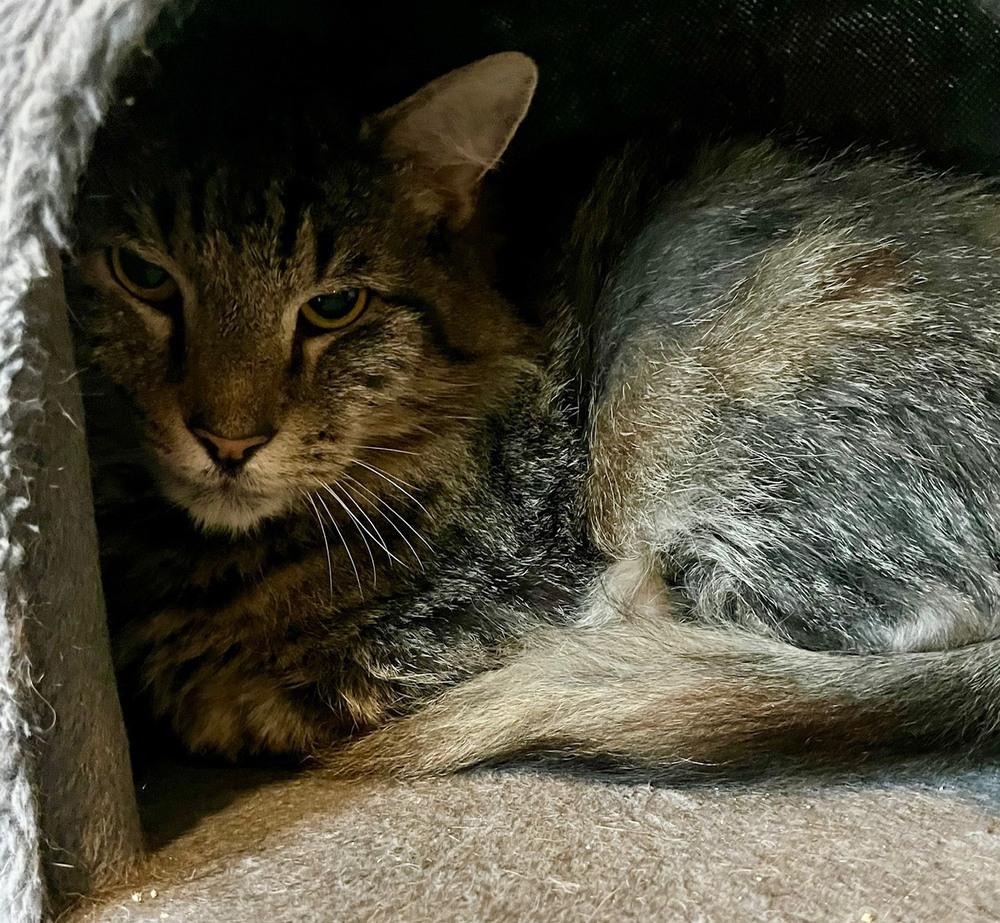 Enlarge Jake, a Adoptable mixed breed in Wilmington, NC image 3/4