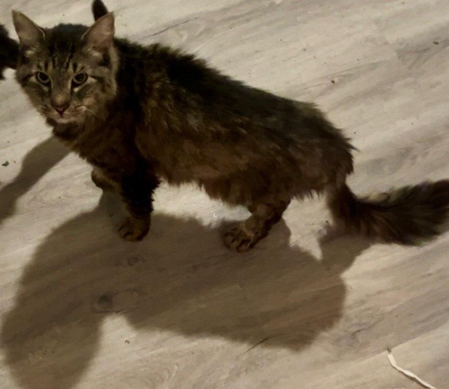 Enlarge Jake, a Adoptable mixed breed in Wilmington, NC image 4/4