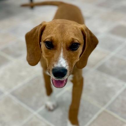 Copper, Adoptable, Puppy Male Mixed Breed.
