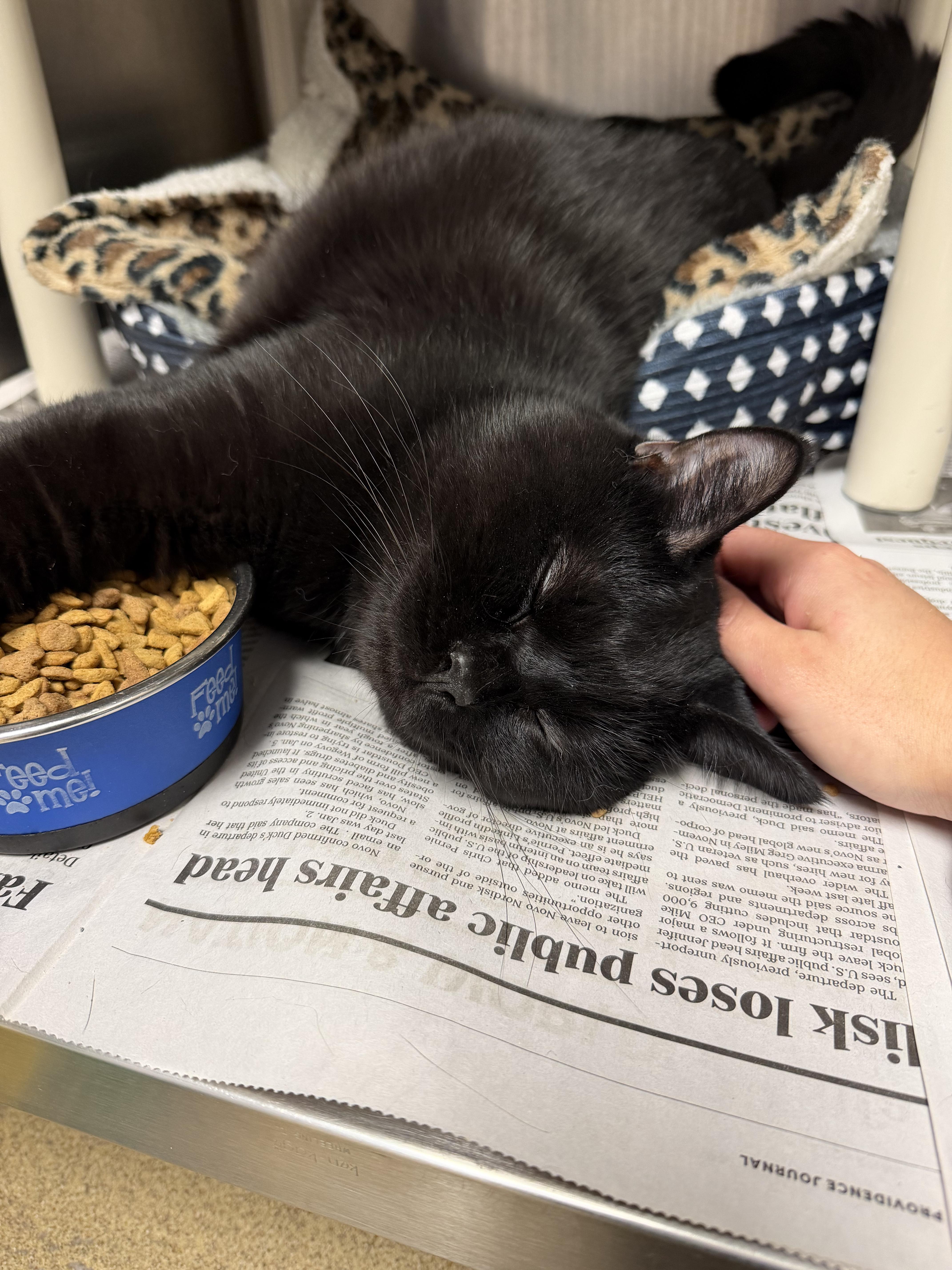 Baby, ADOPTABLE, Young Male Domestic Medium Hair.