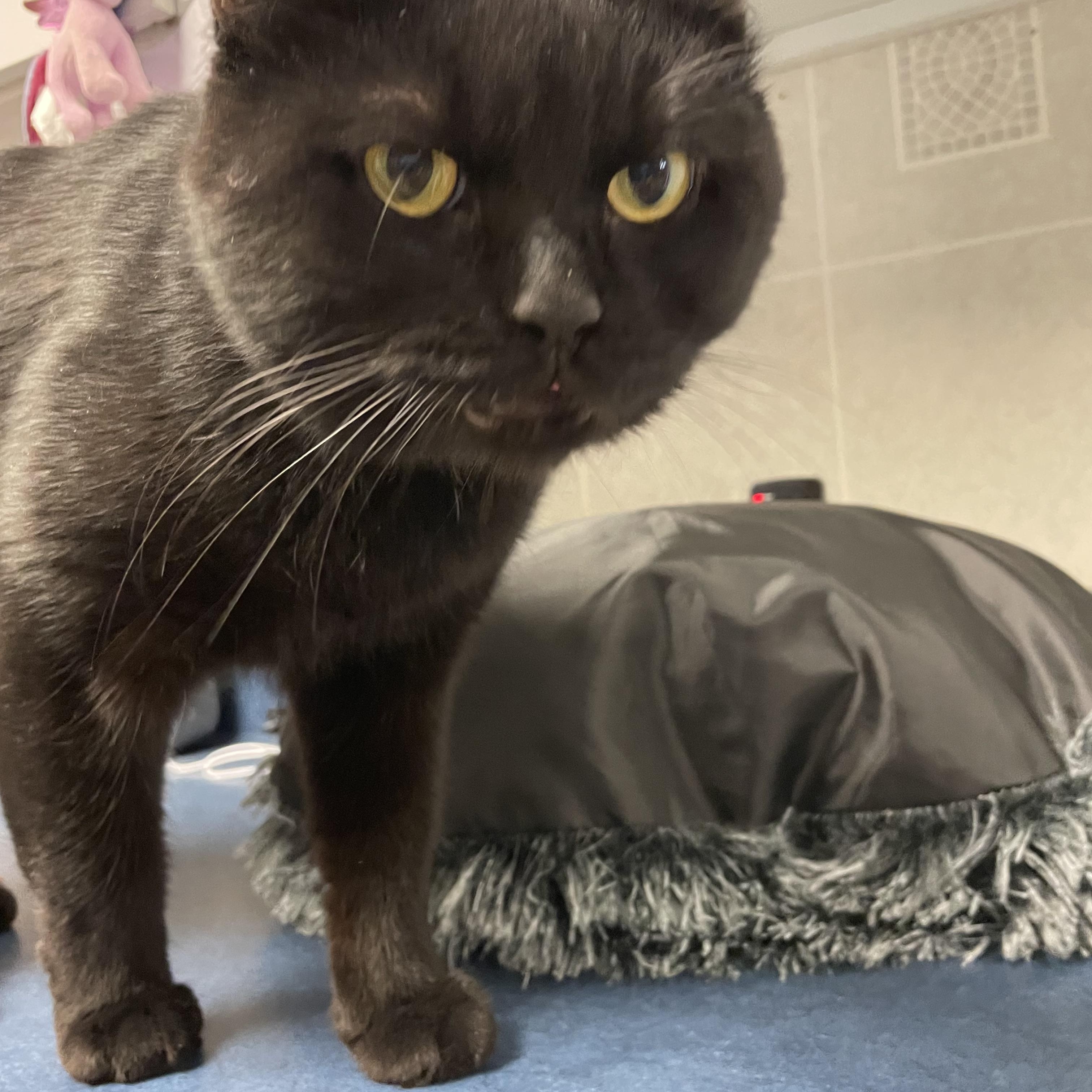 Baby, ADOPTABLE, Young Male Domestic Medium Hair.