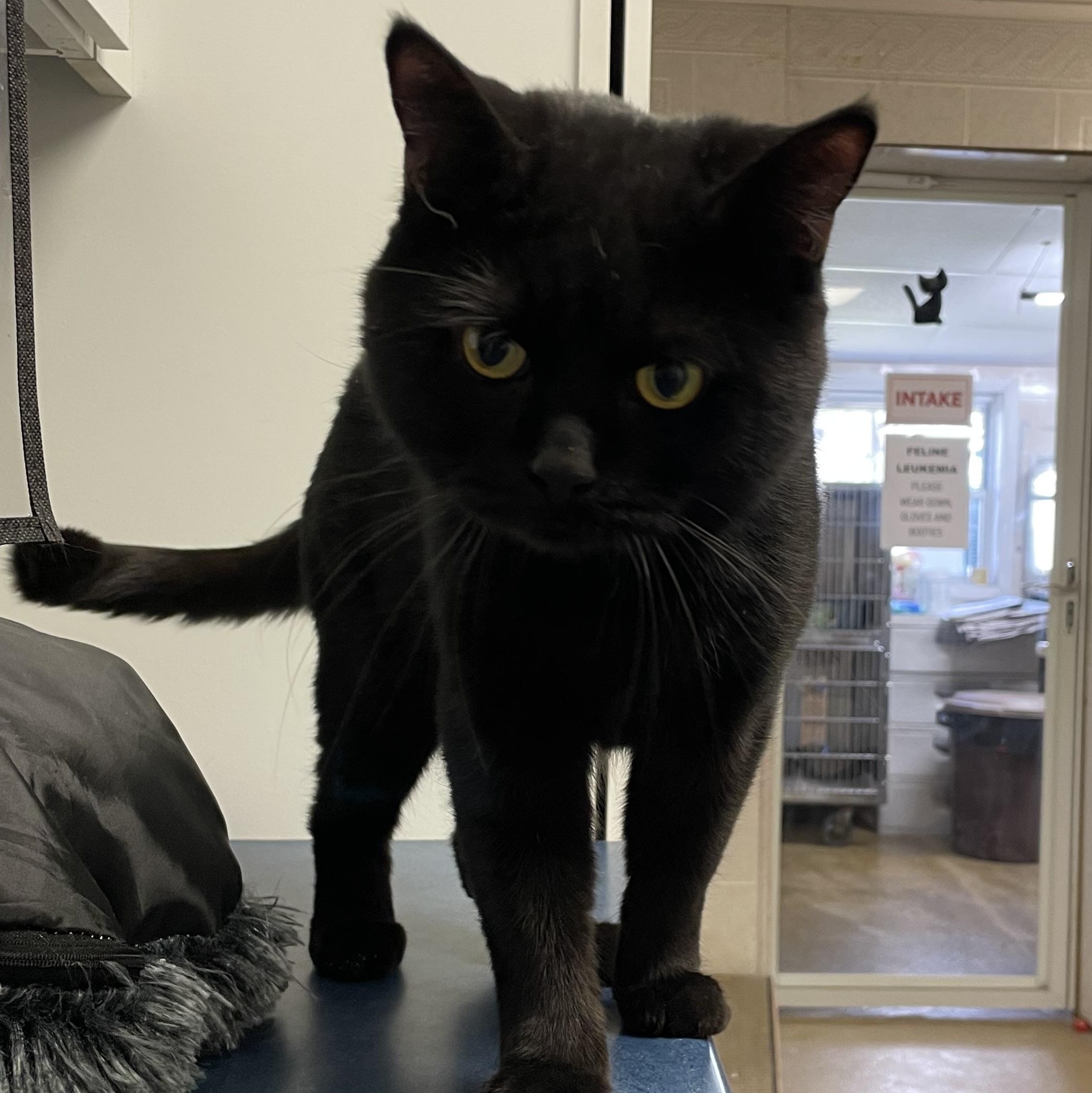Enlarge Baby, a ADOPTABLE Domestic Medium Hair in North Kingstown, RI image 5/6