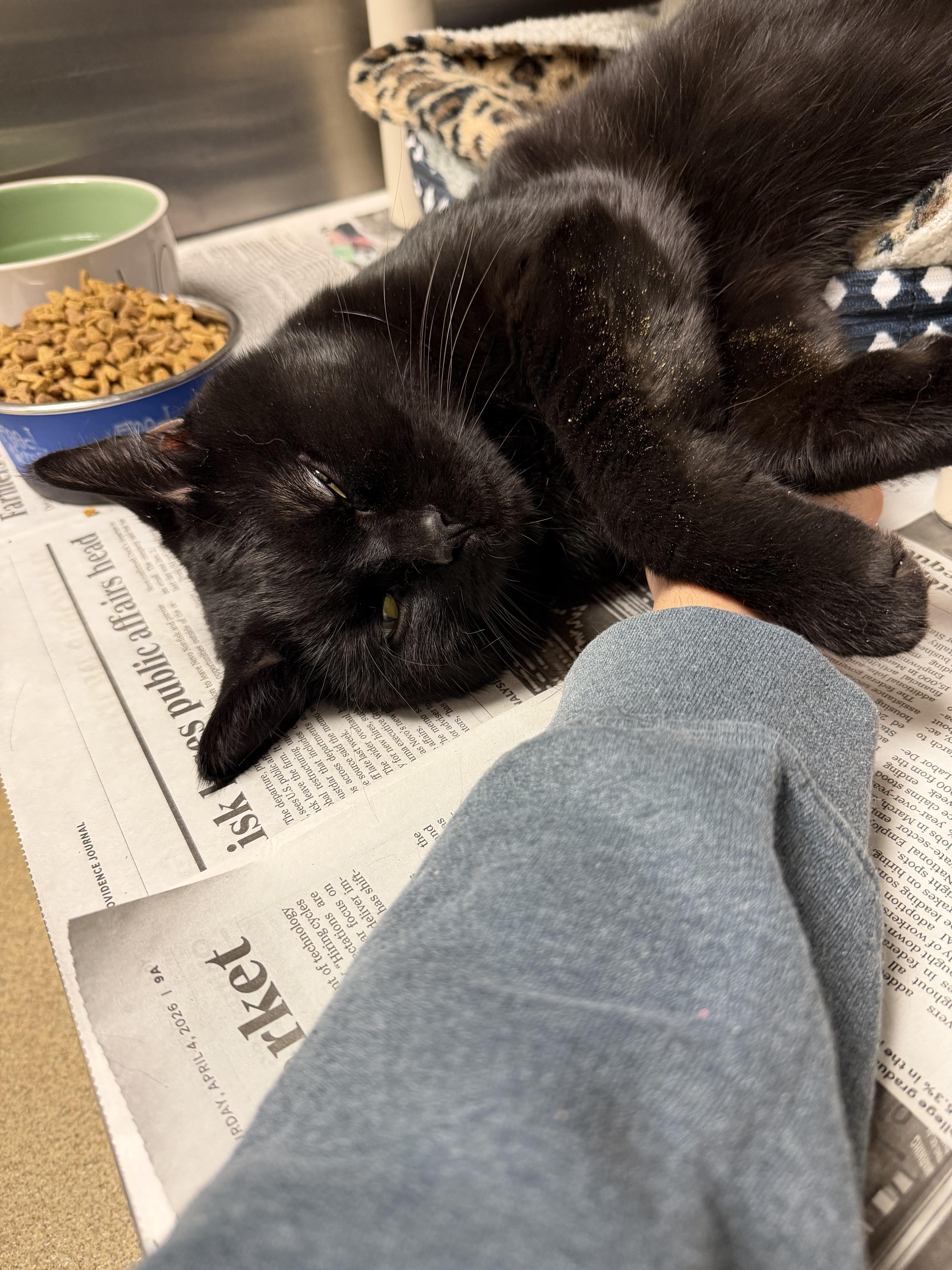 Enlarge Baby, a ADOPTABLE Domestic Medium Hair in North Kingstown, RI image 4/6