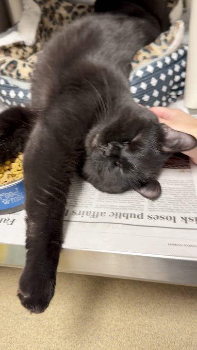 Enlarge Baby, a ADOPTABLE Domestic Medium Hair in North Kingstown, RI video 2/6