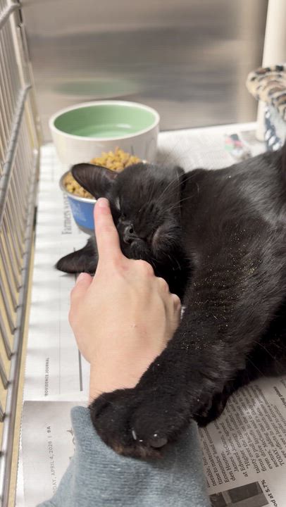 Enlarge Baby, a ADOPTABLE Domestic Medium Hair in North Kingstown, RI video 3/6