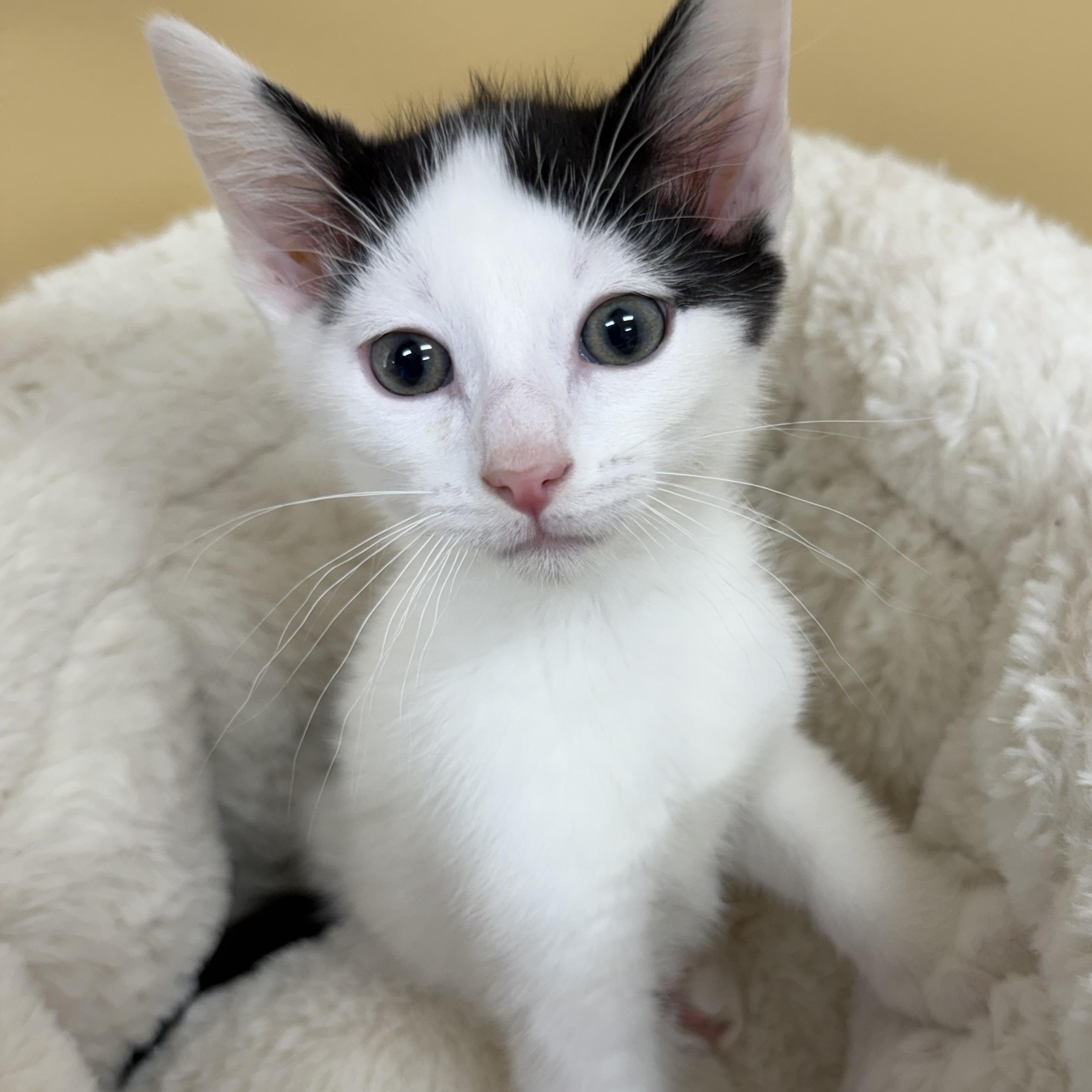 Enlarge Waffles, a ADOPTABLE Domestic Short Hair in Park Rapids, MN image 1/1