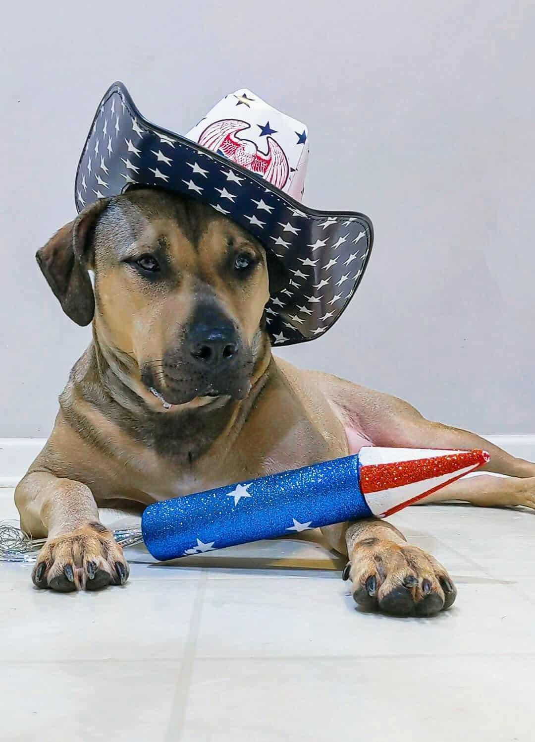 Chester Cheeto, Adult Male American Staffordshire Terrier