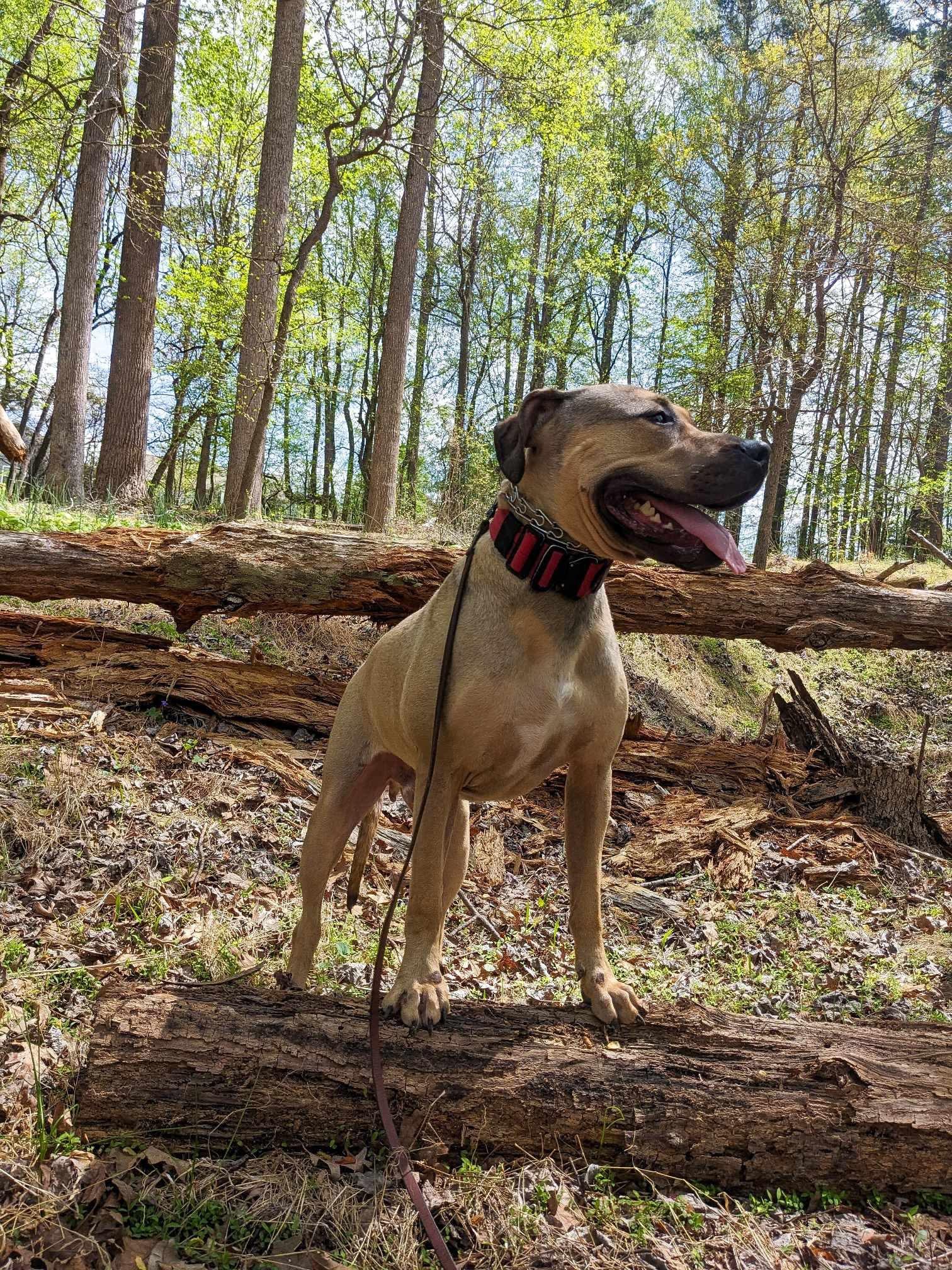 Chester Cheeto photo 4