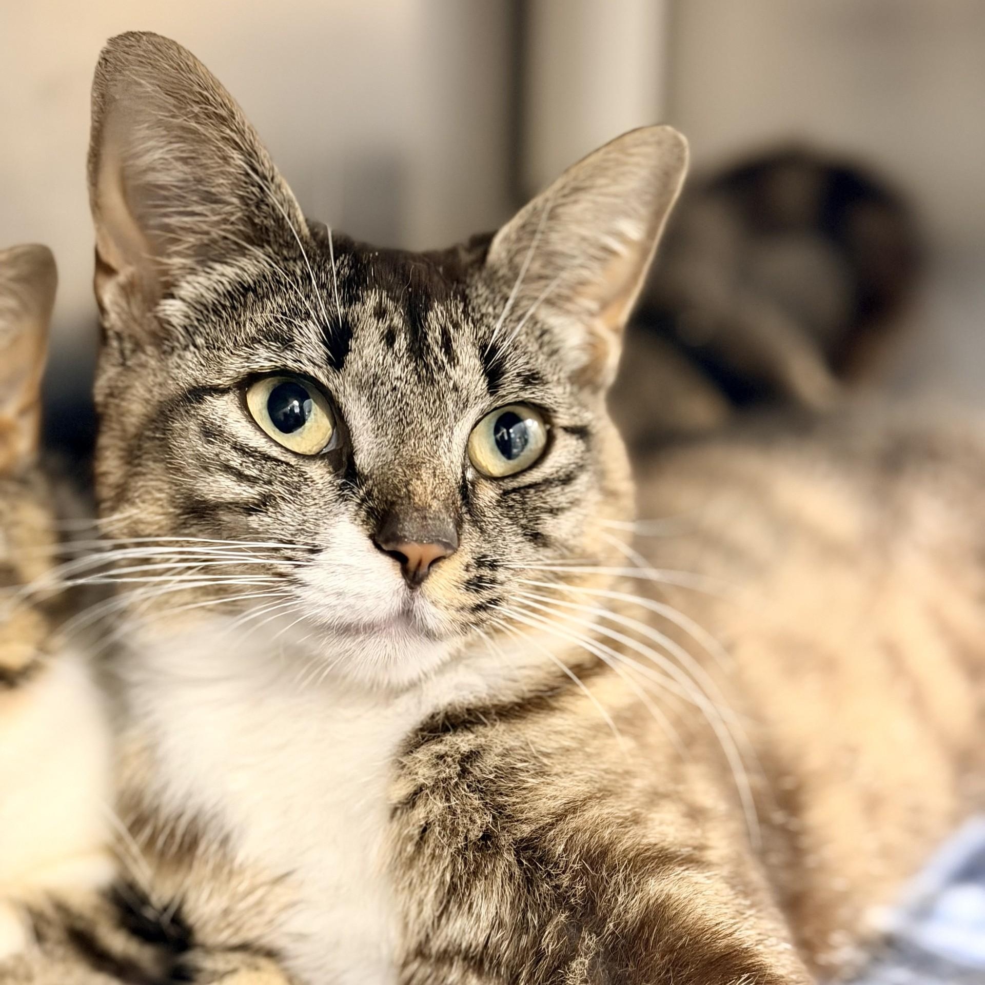 Enlarge Lily, a ADOPTABLE Domestic Short Hair in Manahawkin, NJ image 1/4
