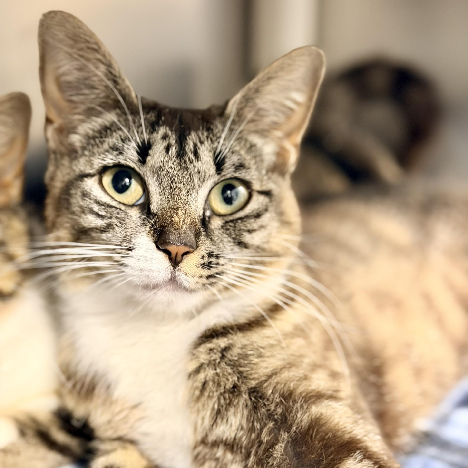 Enlarge Lily, a ADOPTABLE Domestic Short Hair in Manahawkin, NJ image 2/4
