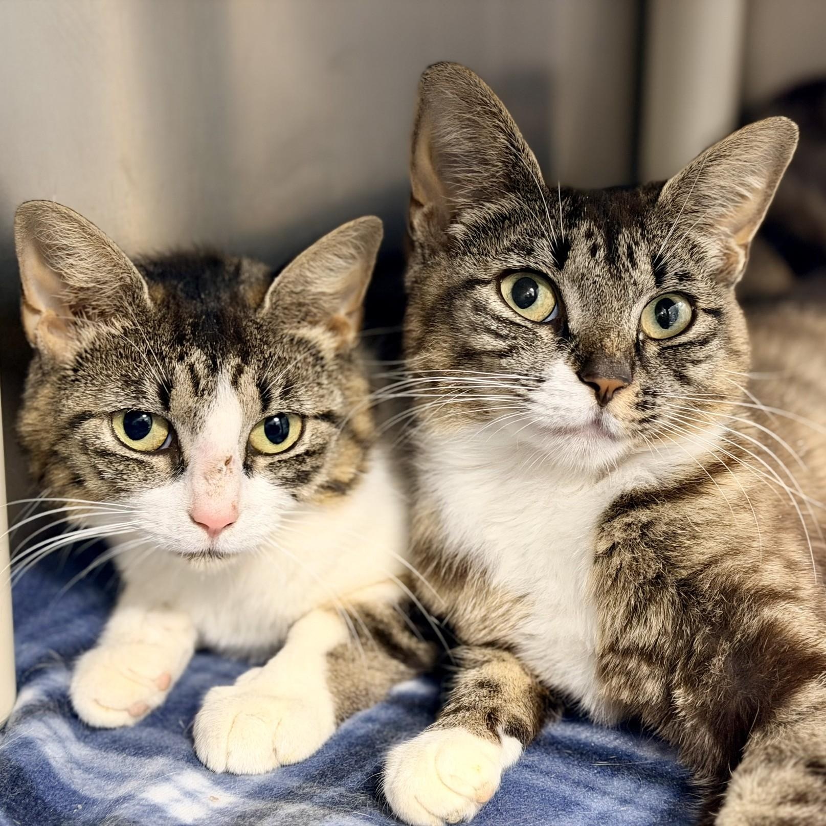 Enlarge Lily, a ADOPTABLE Domestic Short Hair in Manahawkin, NJ image 3/4