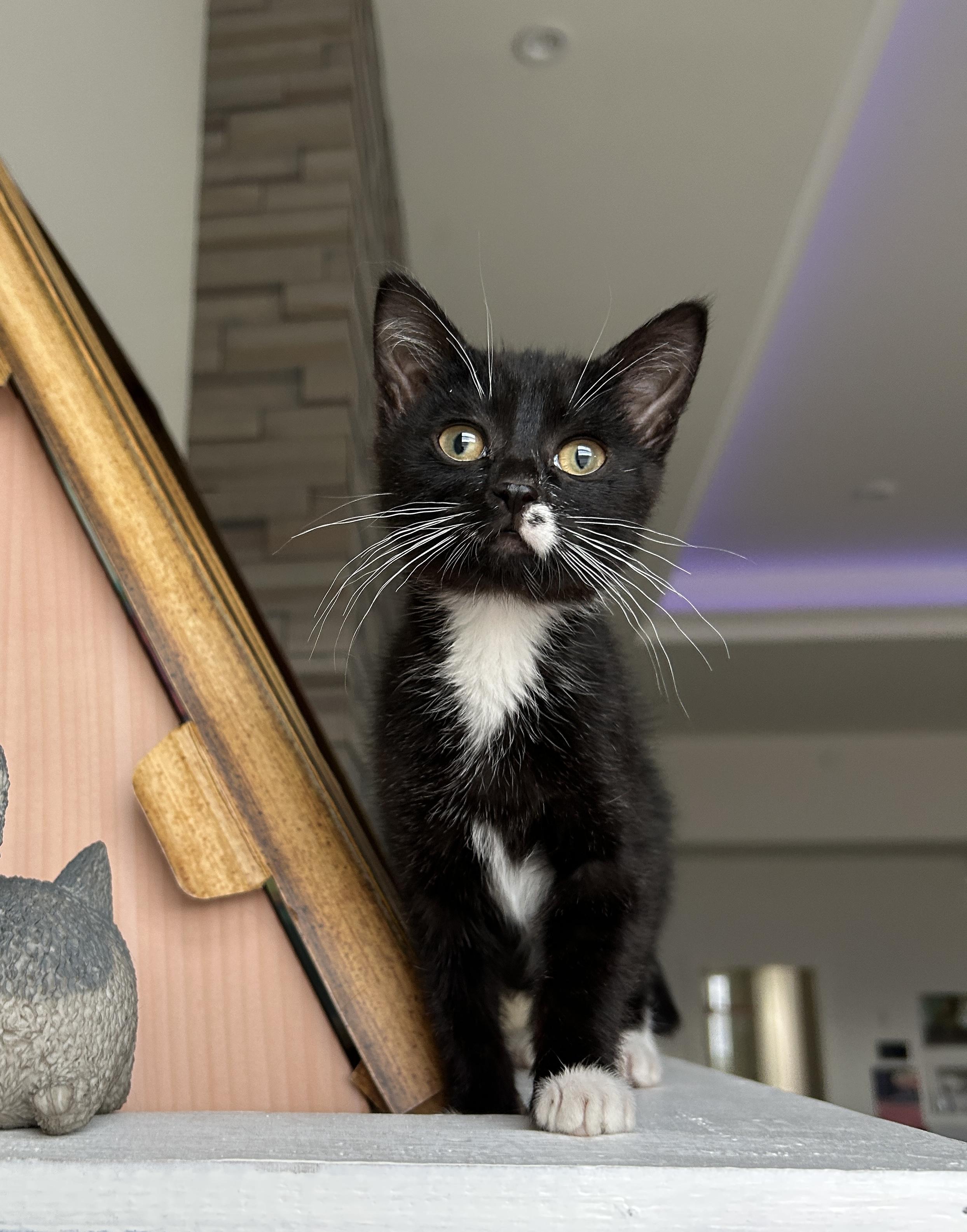 Pip, Adoptable, Kitten Female Domestic Short Hair.