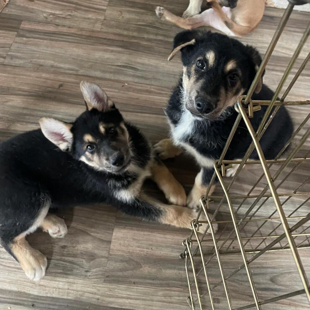 Shepherd mix puppies, Adoptable, Puppy Male Shepherd.