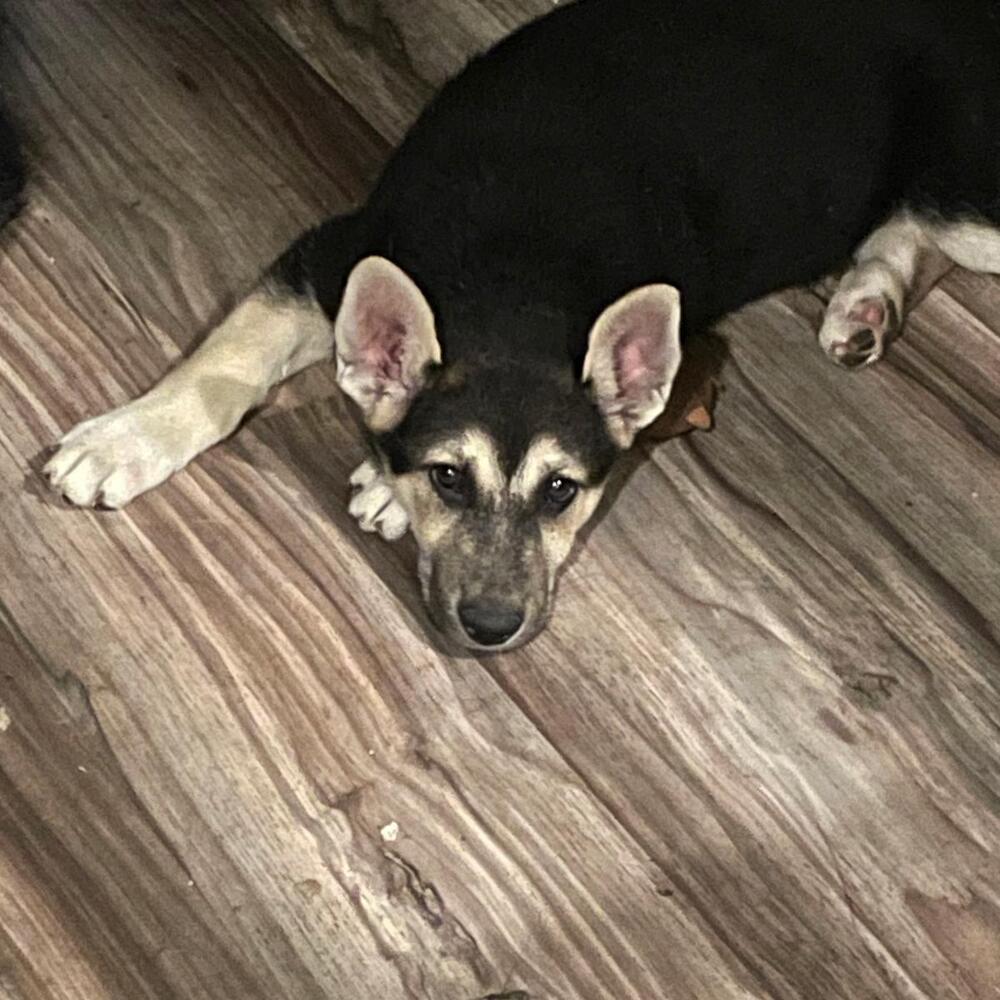 Enlarge Shepherd mix puppies, a Adoptable Shepherd in Redlands, CA image 5/6