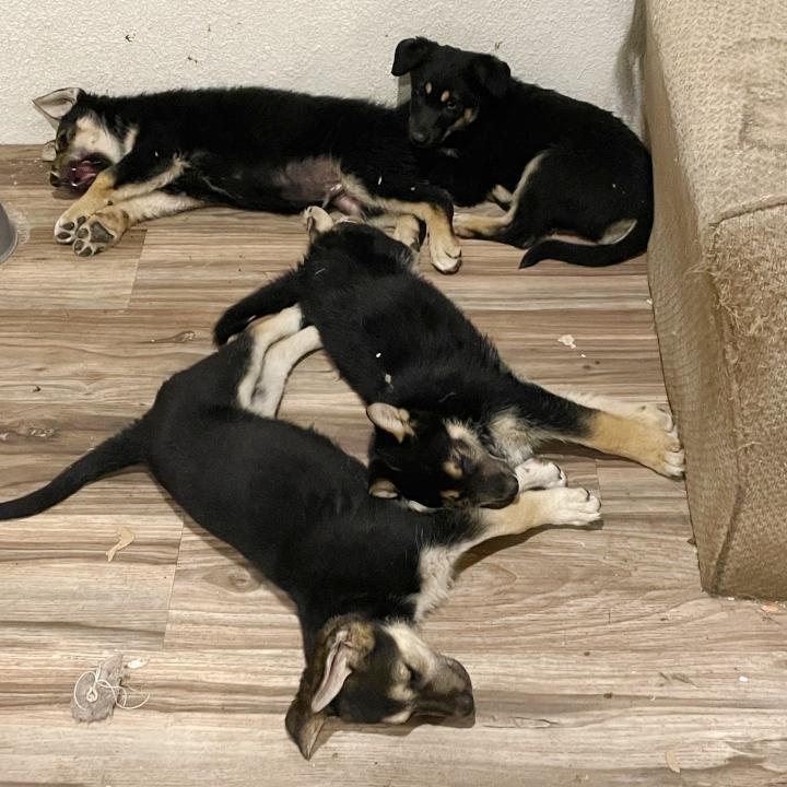 Enlarge Shepherd mix puppies, a Adoptable Shepherd in Redlands, CA image 6/6