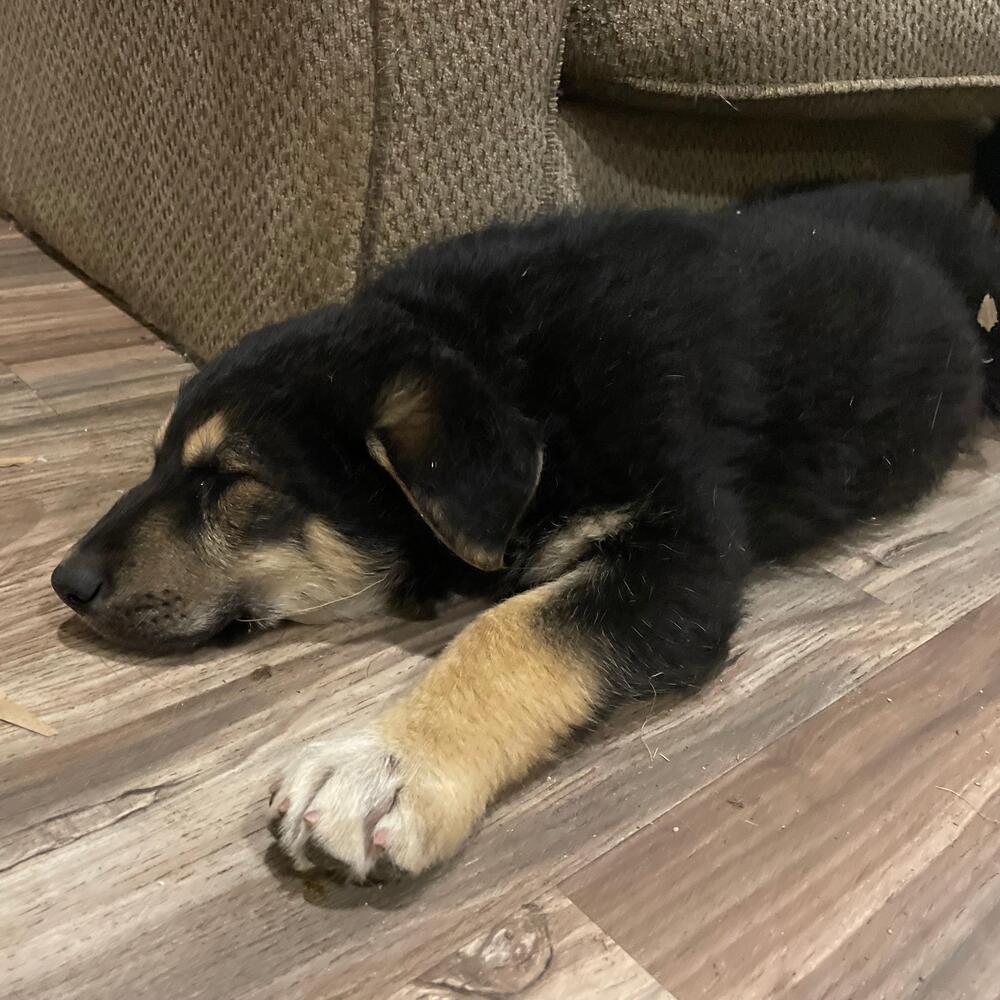 Shepherd mix puppies, a Adoptable Shepherd in Redlands, CA image 2/2