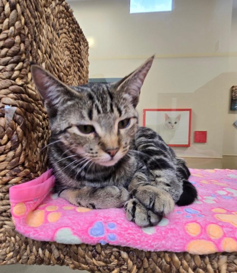 Enlarge Chardonnay, an adopted Tabby in New Rochelle, NY image 2/2