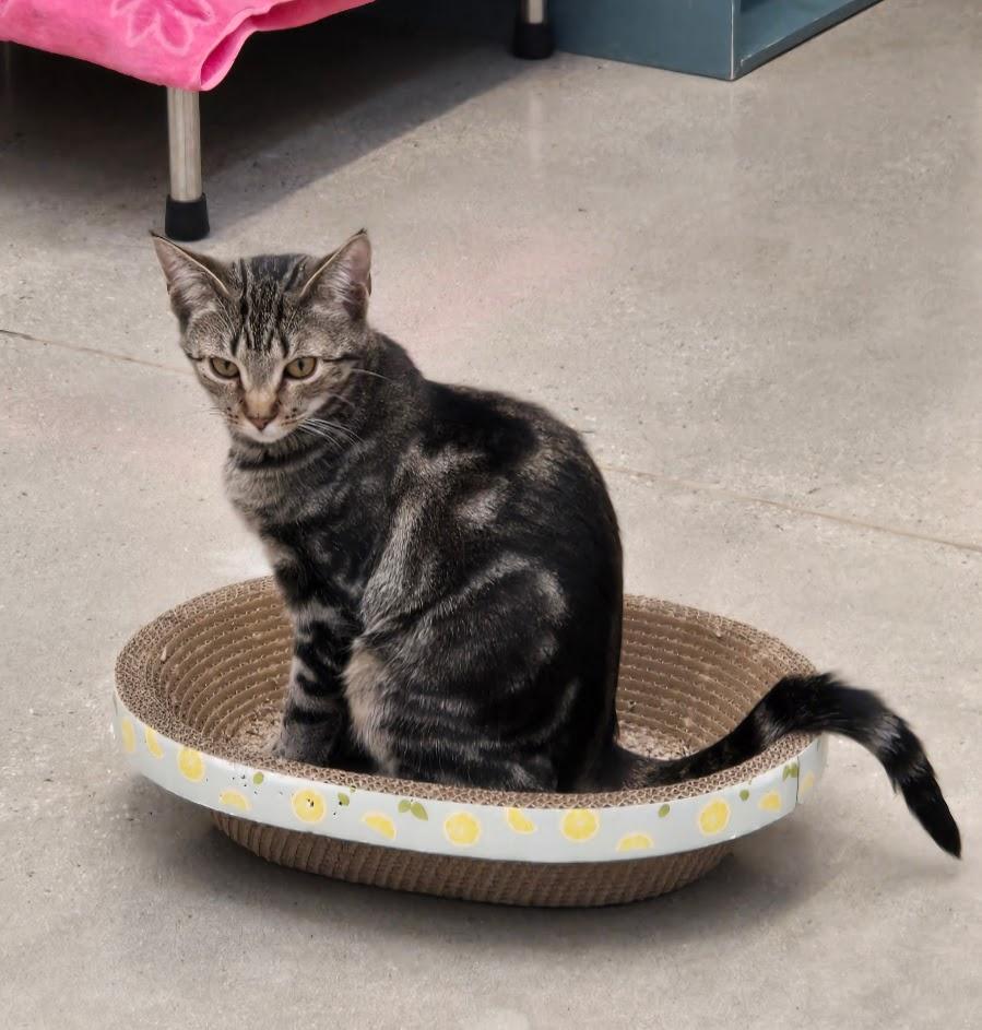 Enlarge Chardonnay, an adopted Tabby in New Rochelle, NY image 1/2