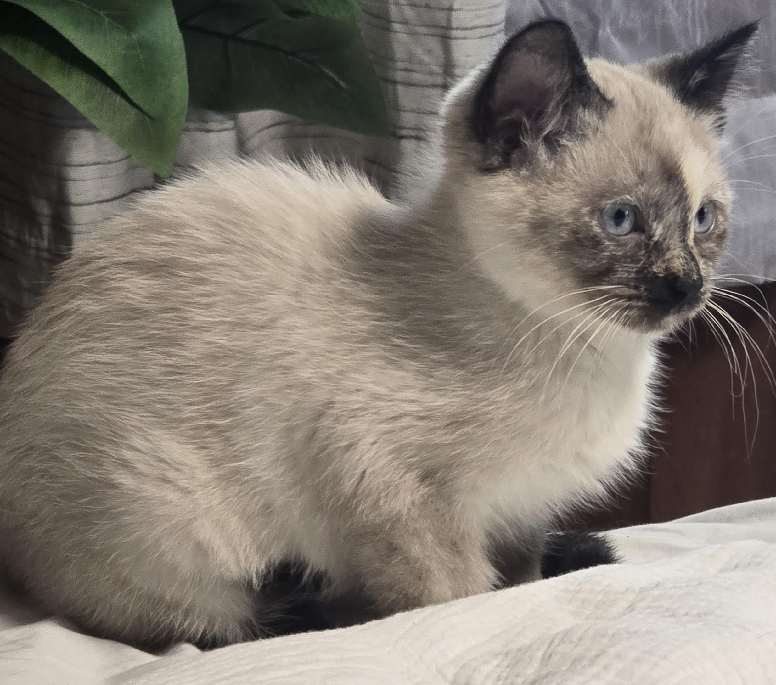 Maci, Adopted, Kitten Female Himalayan.