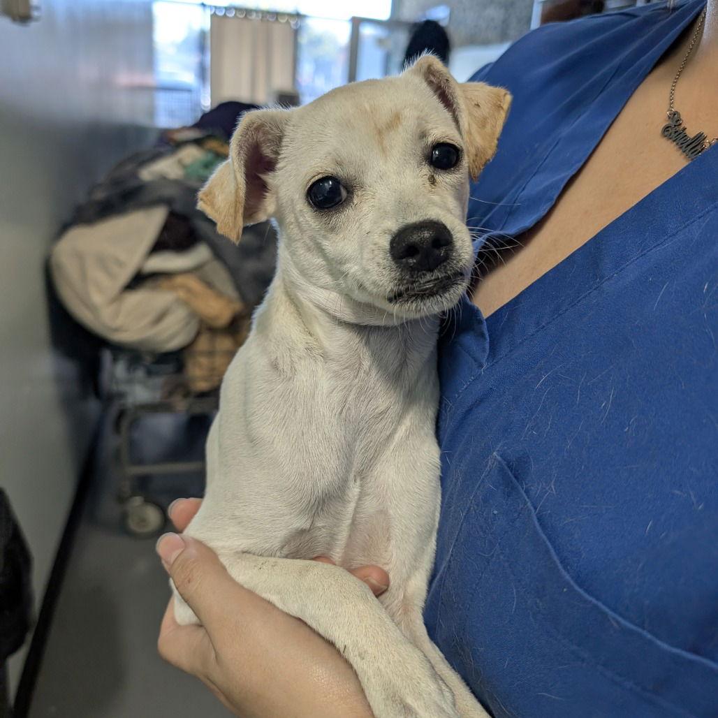 Enlarge CHESTER, a Adopted mixed breed in Chico, CA image 1/1