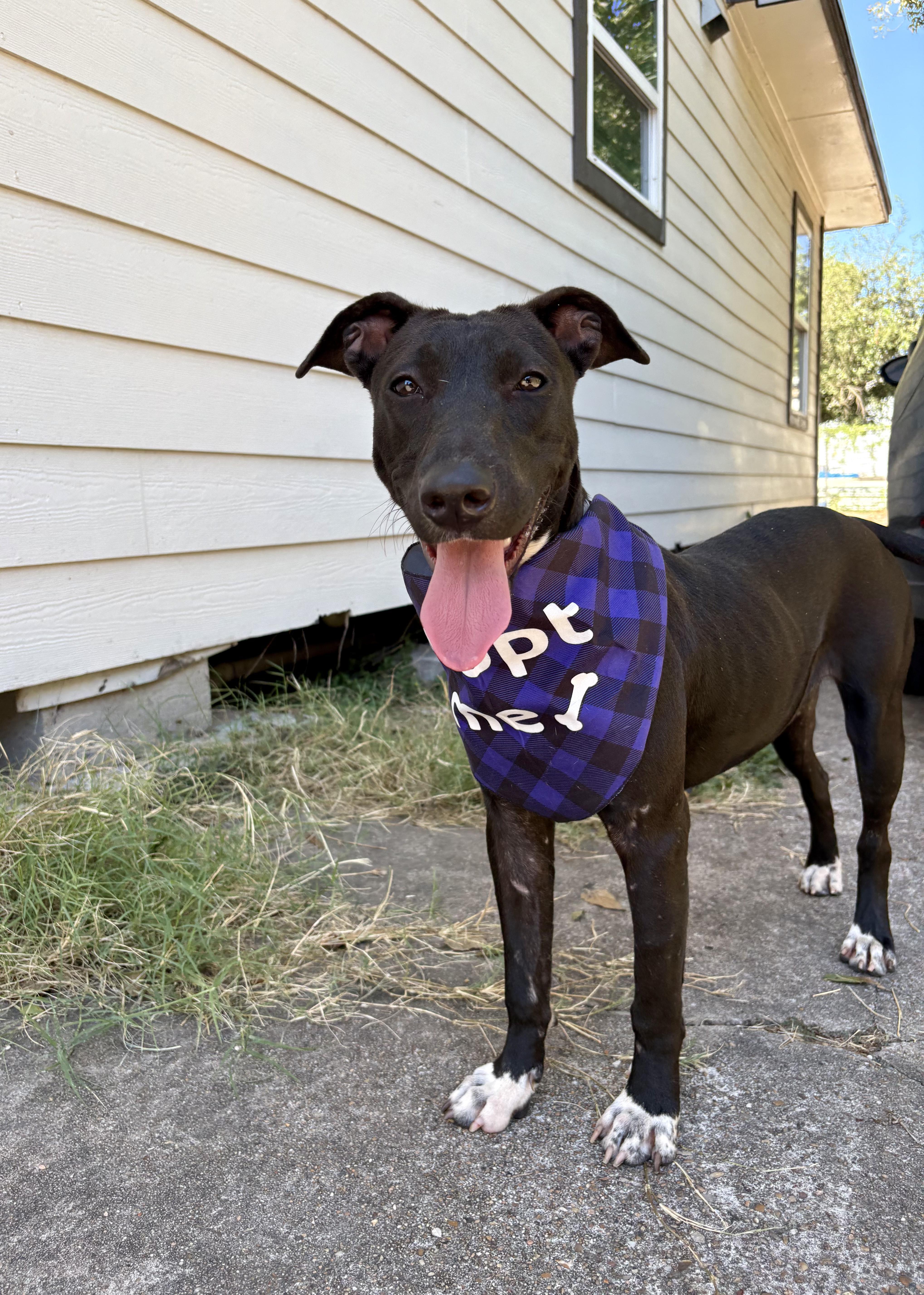 Enlarge Emery- The Best Hiking Partner, a Adoptable mixed breed in Chambersburg, PA image 5/6