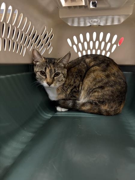 Saffron, Adoptable, Adult Female Domestic Short Hair.