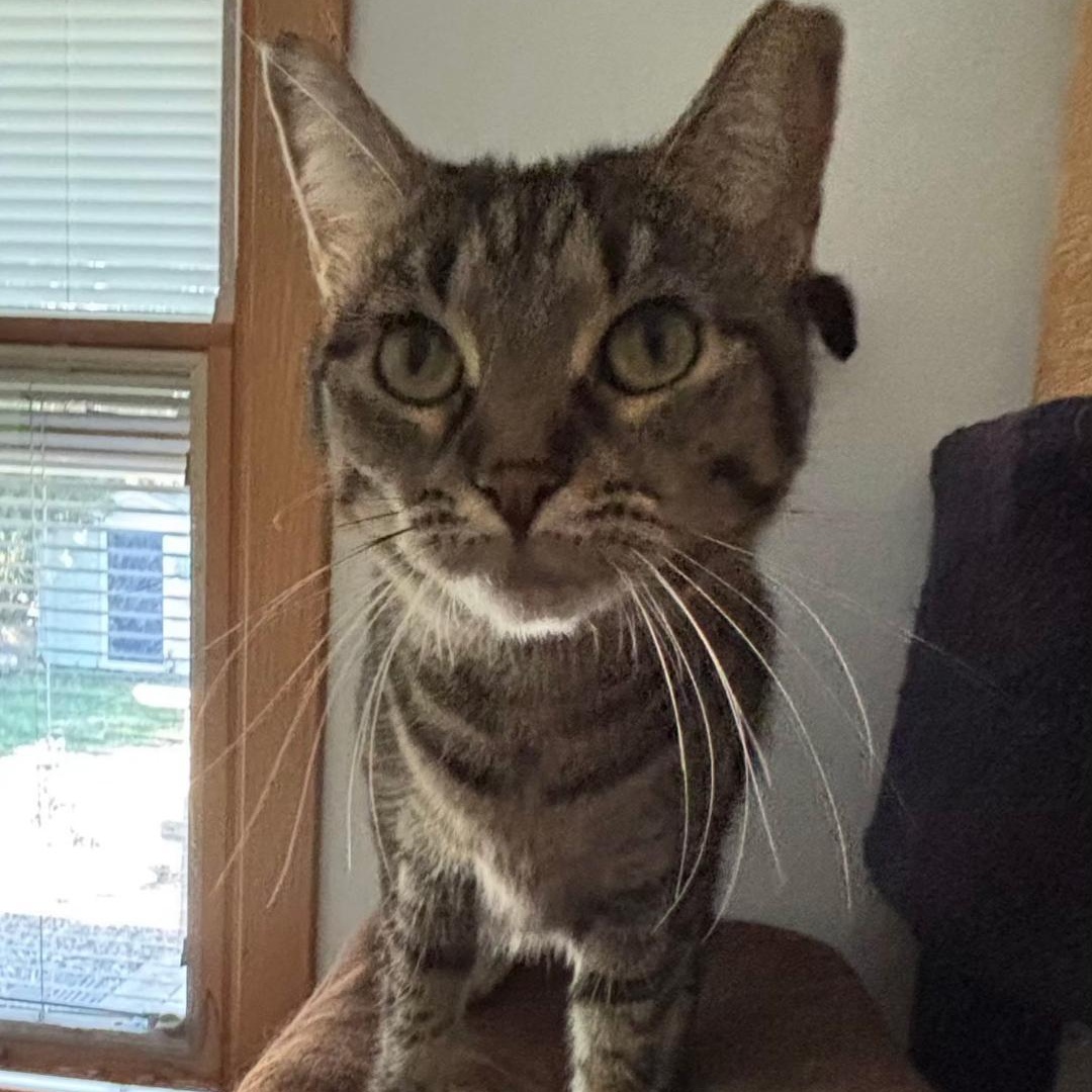 Veronica thumbnail 4