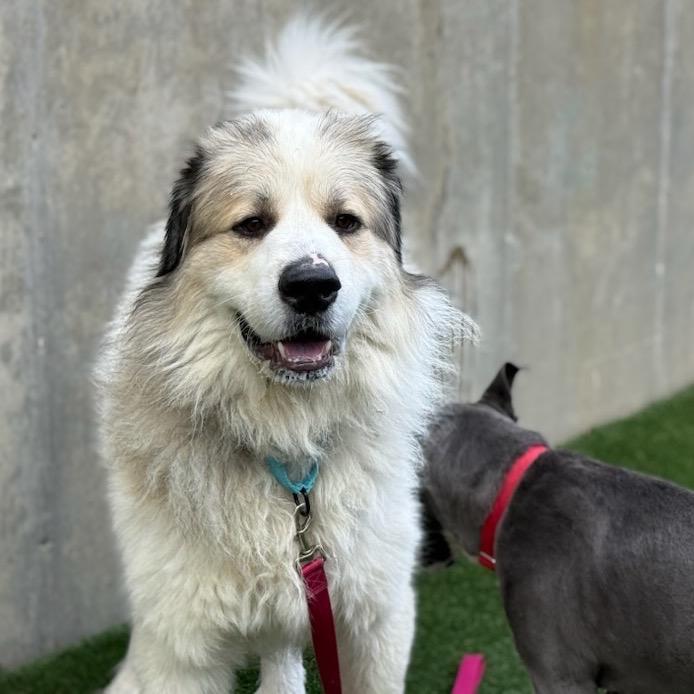 Montgomery, Adoptable, Adult Male Great Pyrenees.