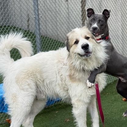 Enlarge Montgomery, a Adoptable mixed breed in Avon, OH image 2/4