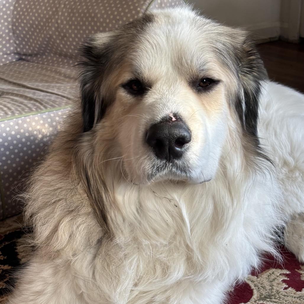 Enlarge Montgomery, a Adoptable mixed breed in Avon, OH image 3/6