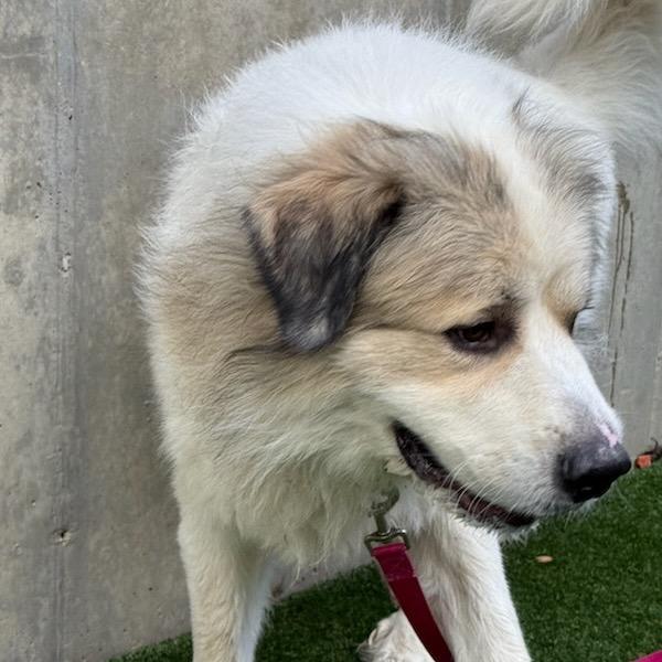 Enlarge Montgomery, a Adoptable mixed breed in Avon, OH image 3/4