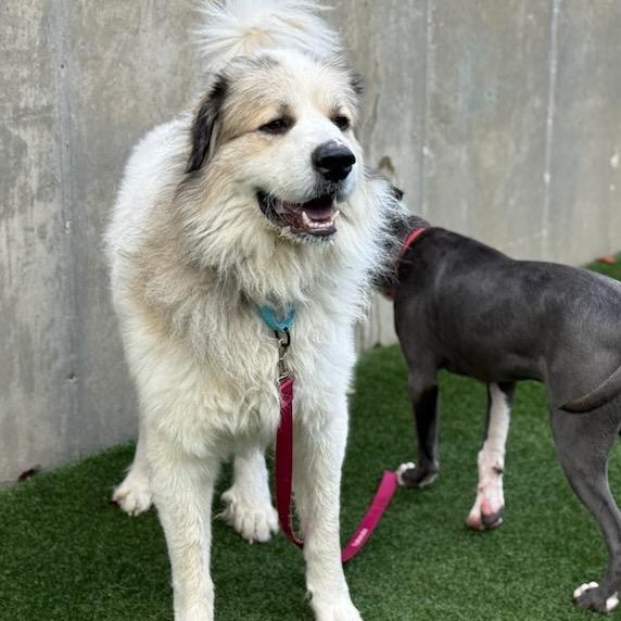 Enlarge Montgomery, a Adoptable mixed breed in Avon, OH image 4/4