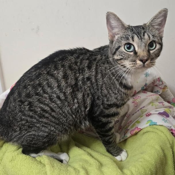 Ava, a Adoptable Domestic Short Hair in Gastonia, NC image 4/4