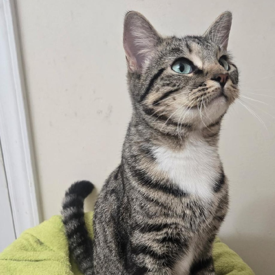 Ava, a Adoptable Domestic Short Hair in Gastonia, NC image 2/4