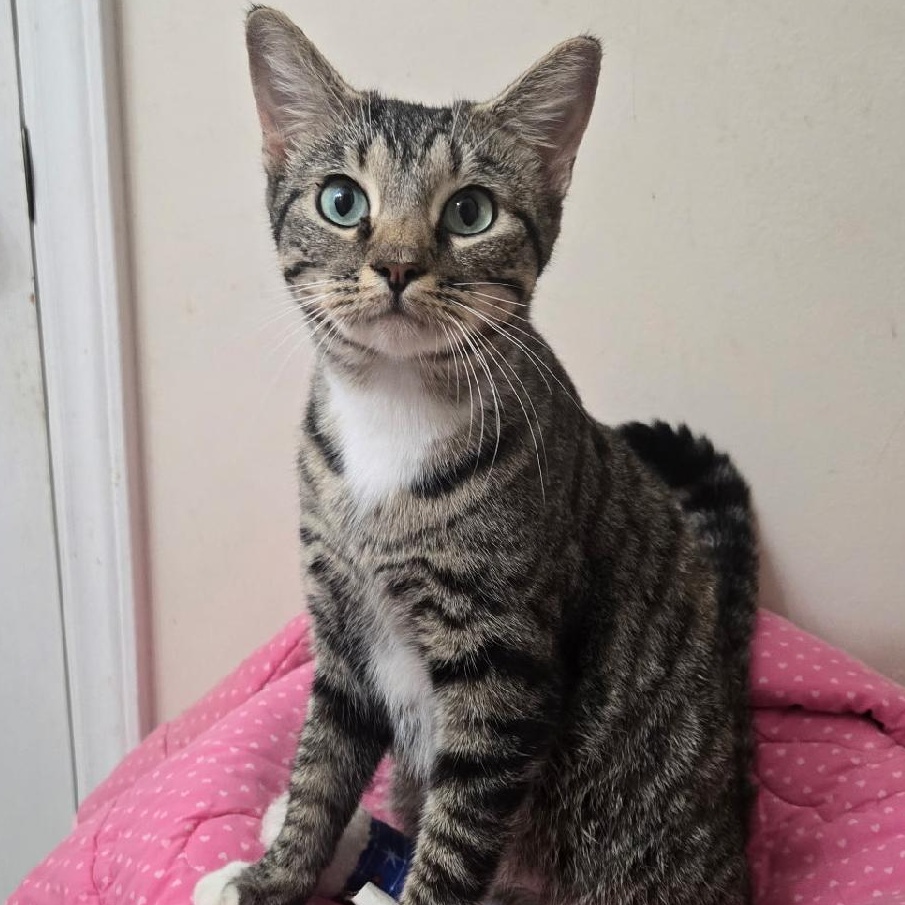 Ava, a Adoptable Domestic Short Hair in Gastonia, NC image 3/4