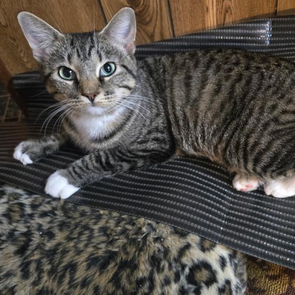 Ava, Adoptable, Adult Female Domestic Short Hair.