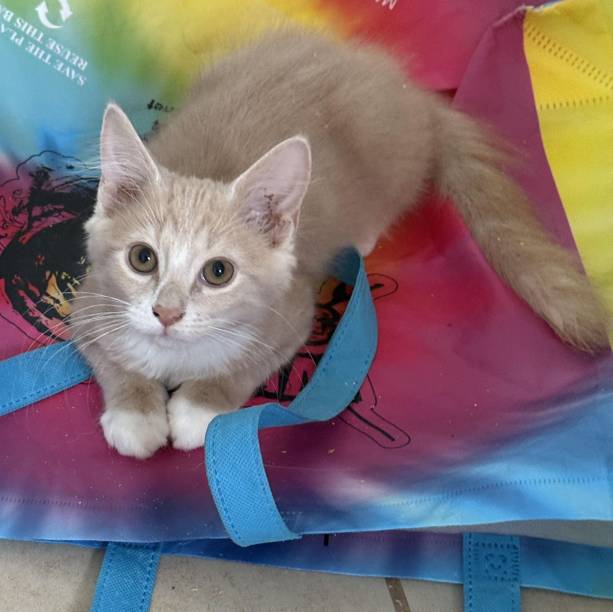 Piko, an adoptable Domestic Medium Hair, Ragdoll in East Boston , MA, 02128 | Photo Image 2